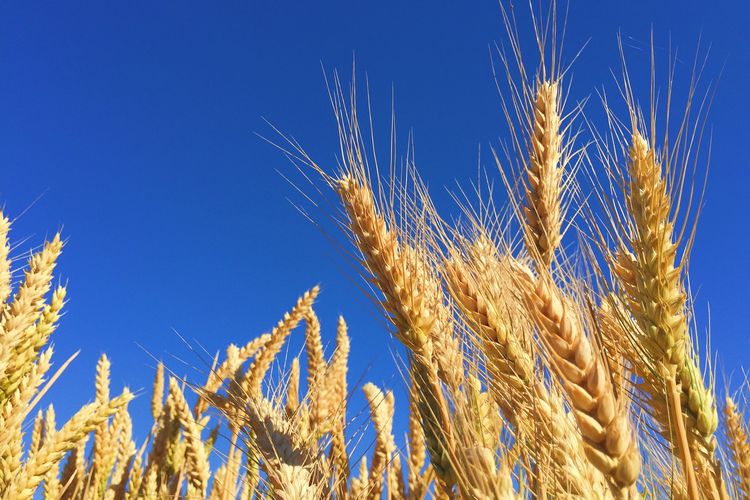 Ilustrasi tanaman gandum hasil rekayasa genetik.