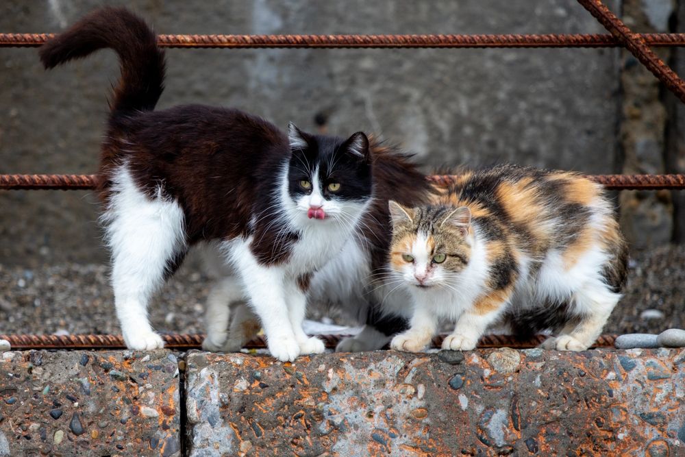Gelar Sayembara Buang Kucing Liar, DPRD Jabar Diminta Tiru Cara Gedung Sate