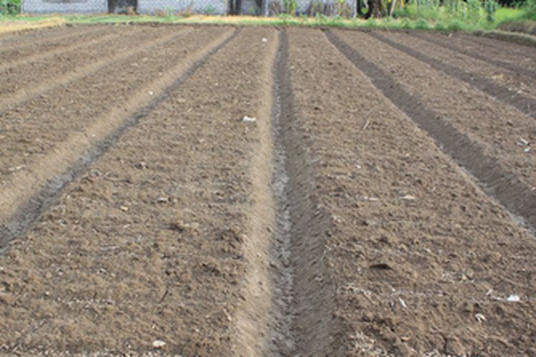 Ilustrasi bedengan tanam