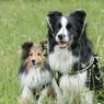 Waspada, Ini 7 Tanda Anjing Diam-diam Marah