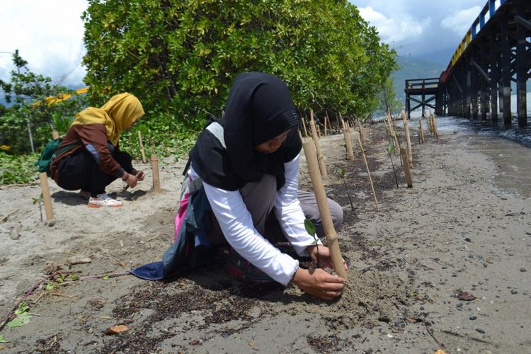  Pohon bakau atau mangrove ditanam di pesisir pantai teluk Palu, Minggu (22/4/2018). 