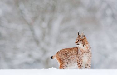 Mengenal Lynx, karakter dan jenisnya