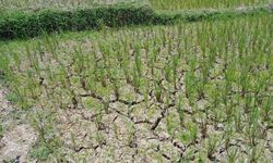 Antisipasi Kekeringan, Mentan Minta Petani Terapkan 2 Cara Ini