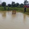 Buaya Peliharaan di 