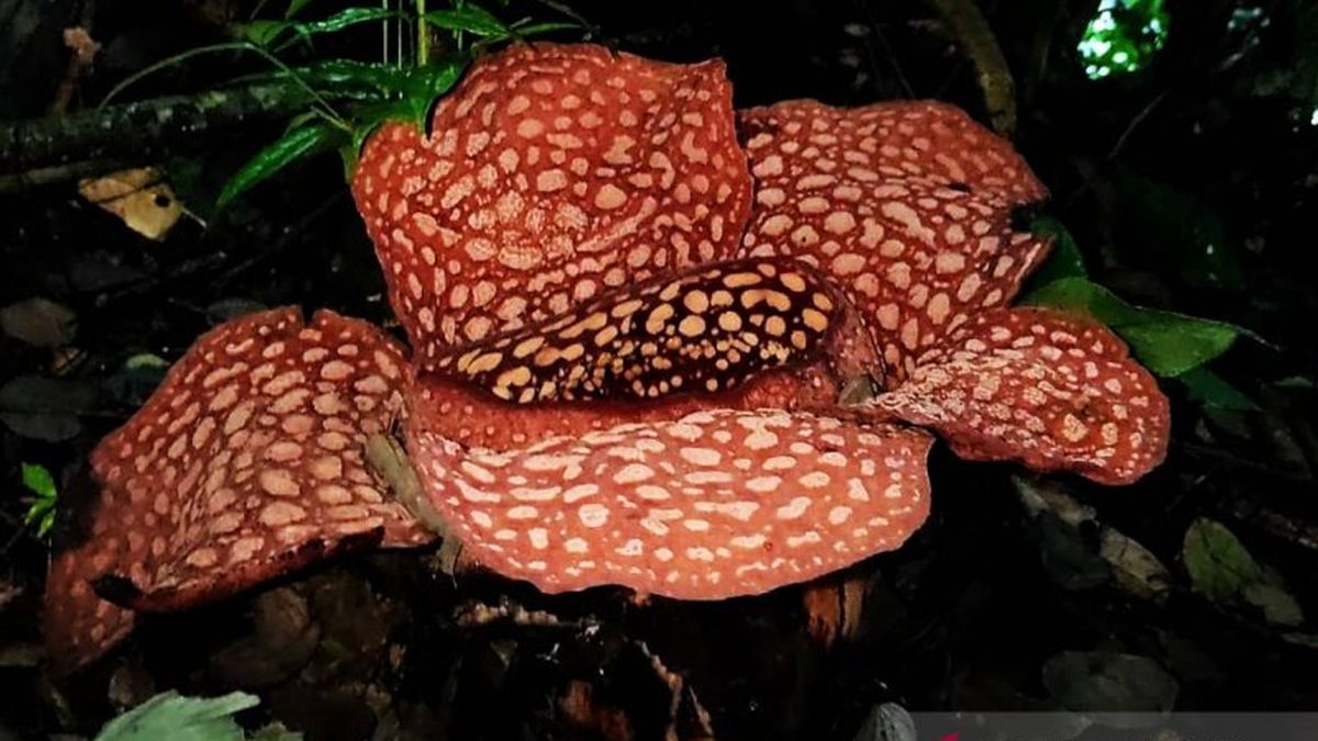Daily News Rafflesia-species-in-indonesia Today Page 1 - Kompas.com