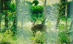 15 Rusa Totol Jinak dari Istana Kepresidenan Bogor Resmi Jadi Koleksi Taman Cadika Medan
