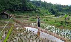 Sarankan Petani Bali Ikut Asuransi Pertanian, Dirjen PSP: Gagal Panen Dapat Rp 6 Juta Per Hektar