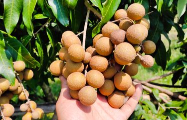 Ilustrasi buah lengkeng di pohon.