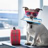 5 Tips Aman Mengajak Anjing Peliharaan Bepergian dengan Pesawat