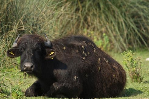 Kisah Nyata dari Turki, Katak Menumpang di Punggung Kerbau Air