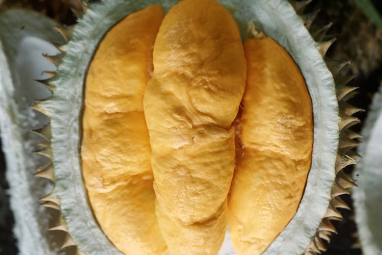 Ilustrasi buah durian. 