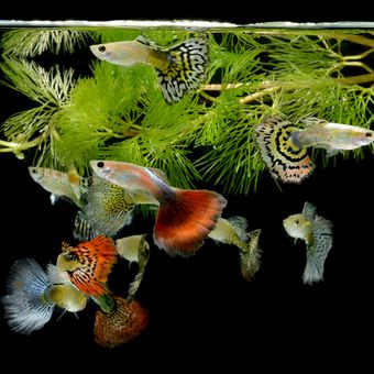 Ilustrasi ikan guppy di akuarium. 