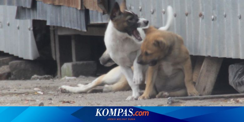 Waspada Ini Ciri Ciri Anjing Rabies Dan Korban Gigitannya Halaman All Kompas Com Waspada Ini Ciri Ciri Anjing Rabies Dan Korban Gigitannya Halaman All Kompas Com