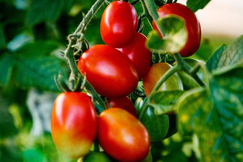 Tips Menanam Tomat di Kebun agar Berbuah Banyak