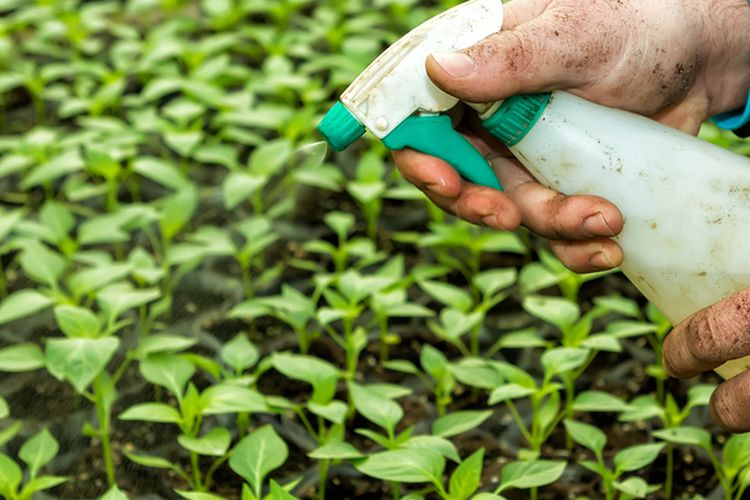 Ilustrasi pestisida nabati, penggunaan pestisida nabati untuk tanaman. 