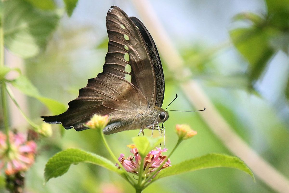 Graphium codrus, salah satu spesies kupu-kupu yang dimiliki Indonesia. Foto kupu-kupu ini diambil di Tomohon, Sulawesi Utara.