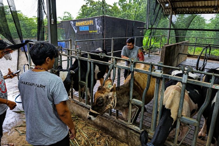 Dari Kandang ke Produk Olahan, Peternak Sapi Perah Malang Naik Kelas bersama BRI Peduli