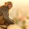 Benarkah Monyet Suka Pisang?