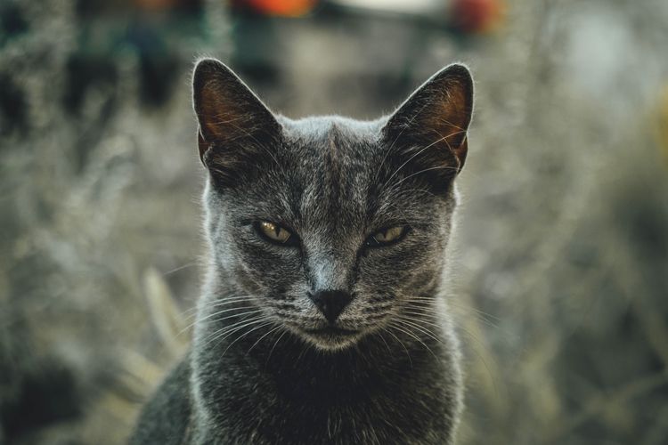 Ilustrasi apakah kucing adalah hewan pendendam?