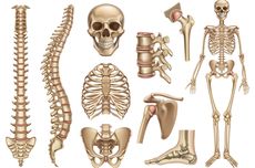 5 Fungsi Tulang dan Cara Menjaga Kesehatannya