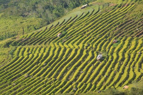 Uniknya Sawah Jaring Laba-laba dan Terasering di Manggarai Timur