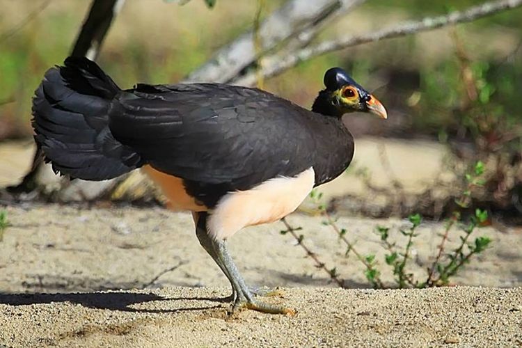 Burung maleo (Macrocephalon maleo) di kawasan konservasi Gorontalo