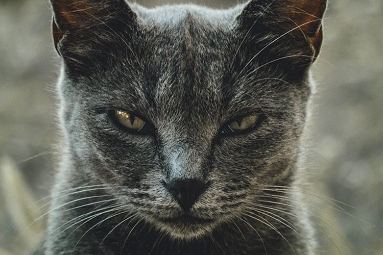 Cara Mengetahui Apakah Kucing Memiliki Kecenderungan Psikopat