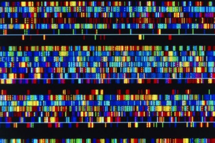 Rangkaian DNA yang ditampilkan di layar komputer dengan menggunakan beraneka warna.