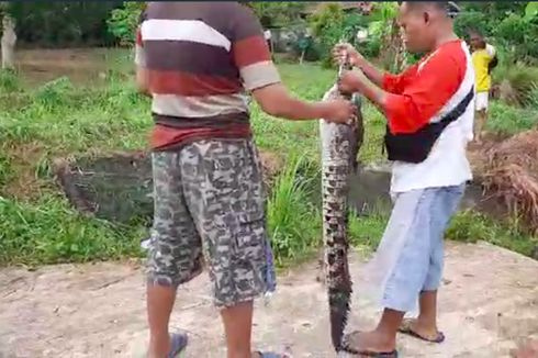 6 Fakta Puluhan Buaya Lepas dan Masuk ke Permukiman Warga di Banyuasin