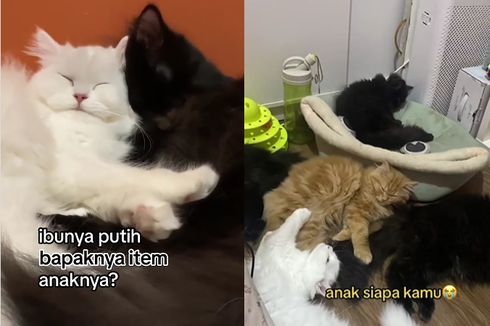 Video Viral Kucing Warna Hitam dan Putih Punya Anak Oranye, Ini Kata Ahli