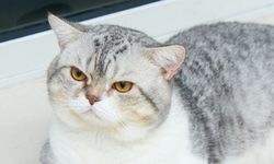 Benarkah Kucing Bisa Menemukan Jalan Pulang Sendiri?