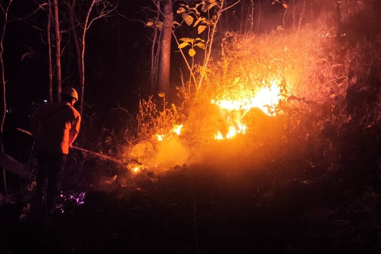 Lahan Jati 7 Hektare di Magetan Terbakar, Diduga Akibat Kebiasaan Buka Lahan