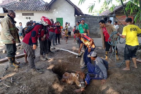 Aksi Dramatis Damkar Lumajang Selamatkan Sapi Seberat 5 Kuintal yang Terperosok ke Sumur