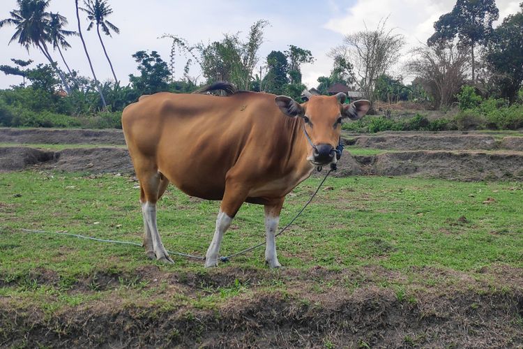 Ilustrasi sapi bali. 