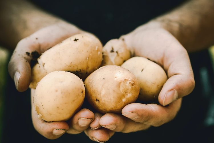 Ilustrasi kentang sebagai salah satu pilihan makanan rendah natrium dan tinggi potasium.