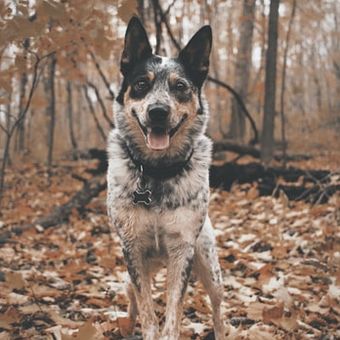 Ilustrasi ras anjing Australian Cattle Dog