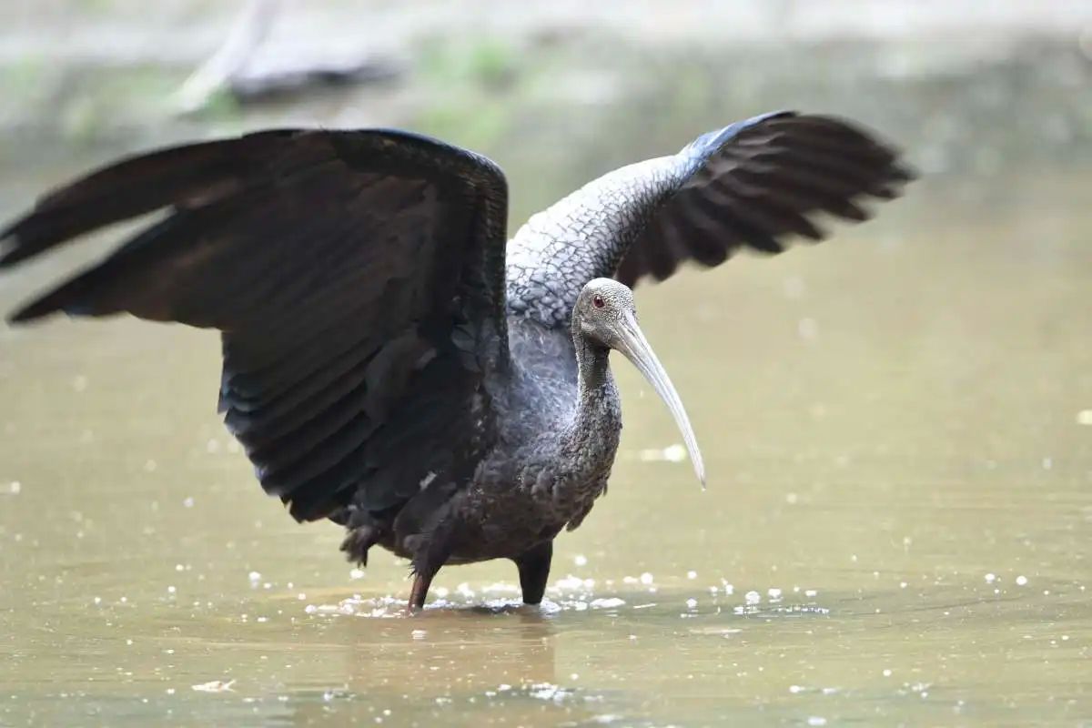 Burung ibis raksasa, salah satu burung yang terancam punah dan menjadi ikon Kamboja.