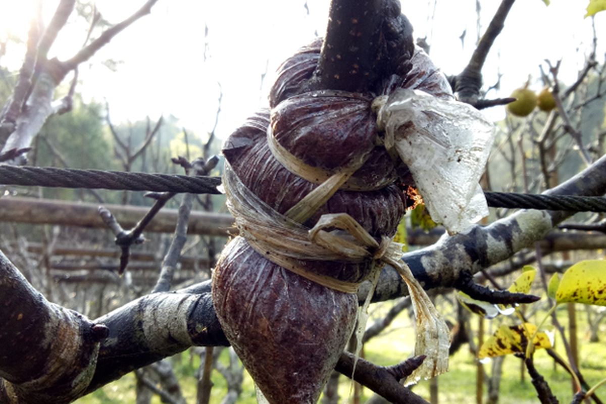 Ilustrasi mencangkok tanaman. 