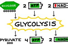 Glikolisis: Pengertian, Proses, dan Produknya