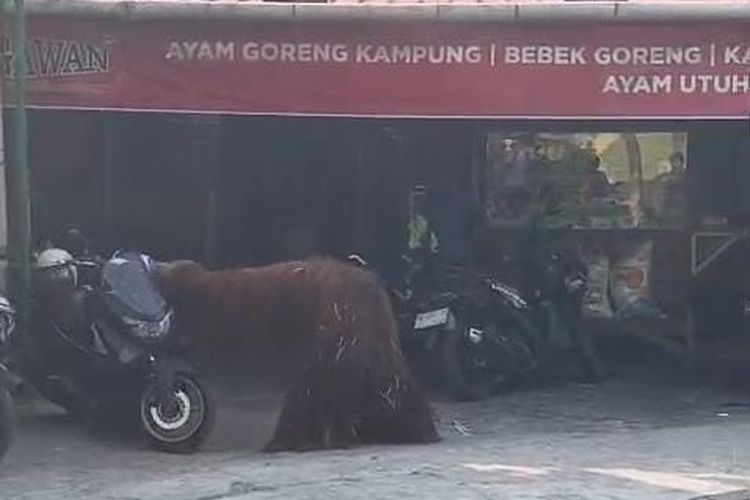 Orangutan Solo Safari Lepas, Berkeliaran ke Rumah Makan hingga Robohkan Motor Pengunjung