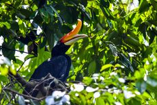 Bagaimana Burung Pemakan Buah Bantu Regenerasi Hutan Tropis?