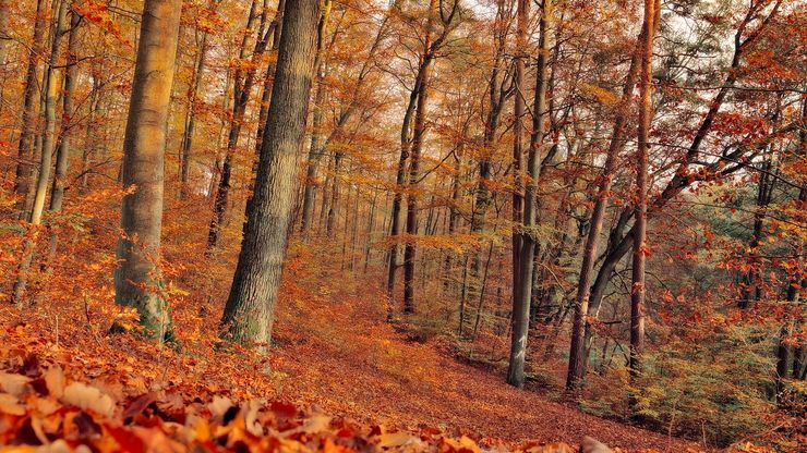 Bioma Hutan Gugur Flora Dan Faunanya