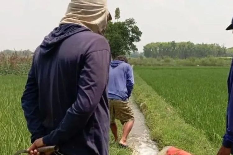 Cegah Puso Saat Kemarau, Serang Andalkan 600 Pompa Air dan Strategi Tanam