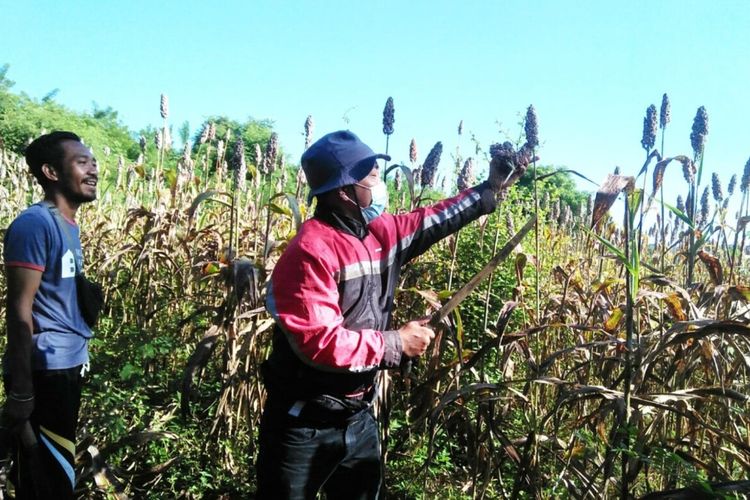 Pemerintah Kecamatan Lambaleda Utara, Kabupaten Manggarai Timur, NTT melaksanakan Panen Raya Sorgum di wilayah, Selasa, (5/4/2022). Sorgum juga menunjang asupan gizi bagi keluarga di Kecamatan tersebut. (KOMPAS.com/CAMAT LAMBALEDA UTARA-AGUSTINUS SUPRATMAN)