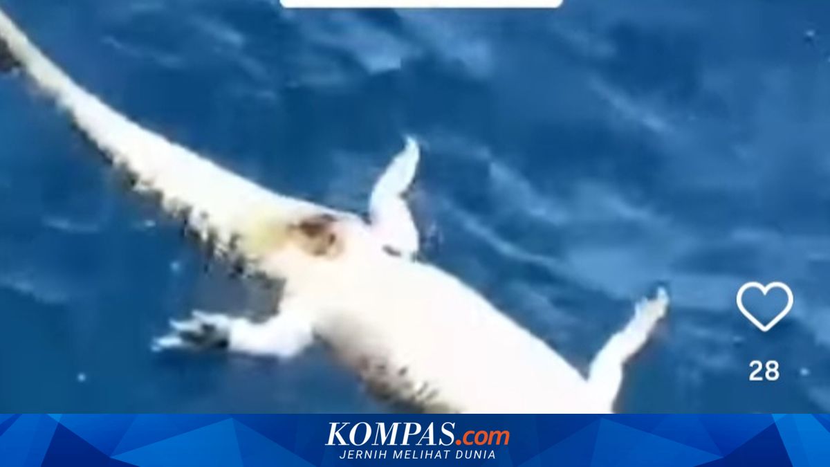 GEGER! Bangkai Buaya Raksasa Ngambang di Laut Komodo, Warga Melongo