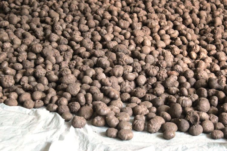 Hasil panen tanaman porang di Kabupaten Cianjur, Jawa Barat.