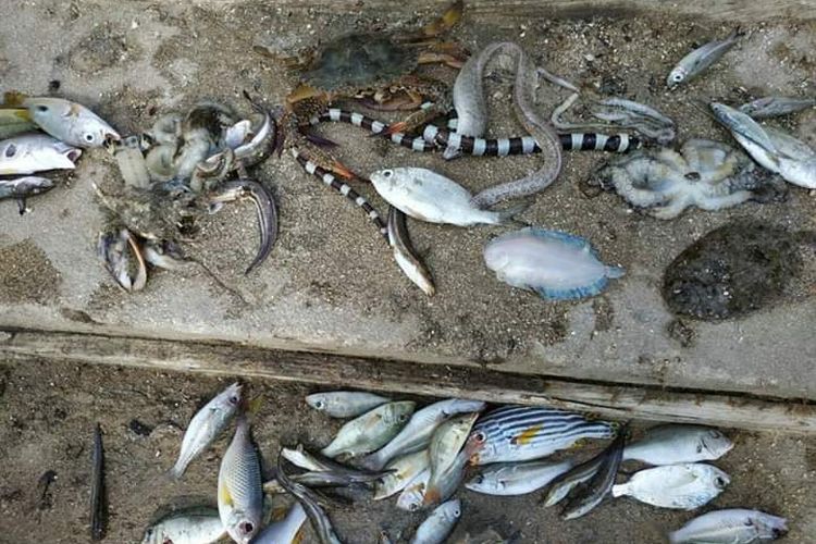Ratusan ikan dan jenis biota laut ditemukan mati terdampar di pantai Desa Lelinguan, Kecamatan Tanimbar Utara, Kabupaten Kepulauan Tanimbar, Maluku, Sabtu (12/10/2019).