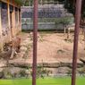 Seorang Karyawan Kebun Binatang di Banjarnegara Tewas Diterkam Harimau