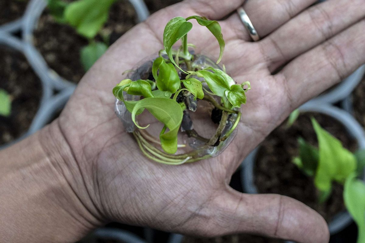 Petani binaan KUR BNI menunjukan kultur jaringan tanaman hias di Minaqu Indonesia, Taman Sari, Bogor, Jawa Barat, Jumat (17/12/2021). Menteri Koperasi dan UKM Teten Masduki mengatakan tanaman hias memiliki potensi besar untuk dikembangkan di Indonesia, dikarenakan 'global market value' atau potensi pasar tanaman hias di dunia mencapai Rp 3.000 triliun, lebih tinggi dibandingkan kopi dan teh, sementara Indonesia baru bisa memenuhi pasar dunia sebesar 0,01 persen.