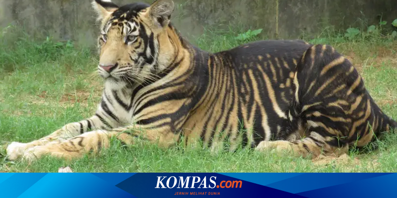 Unique, this Indian tiger has a black stripe pattern that fills its body